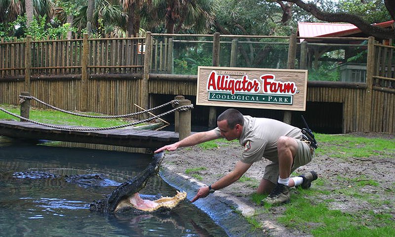 BeaconLake - Alligator Farm in St. Augustine