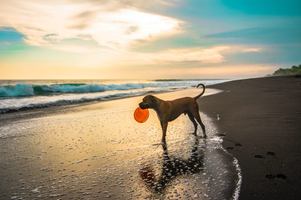 Dog-Friendly Beaches and Parks in St. Augustine