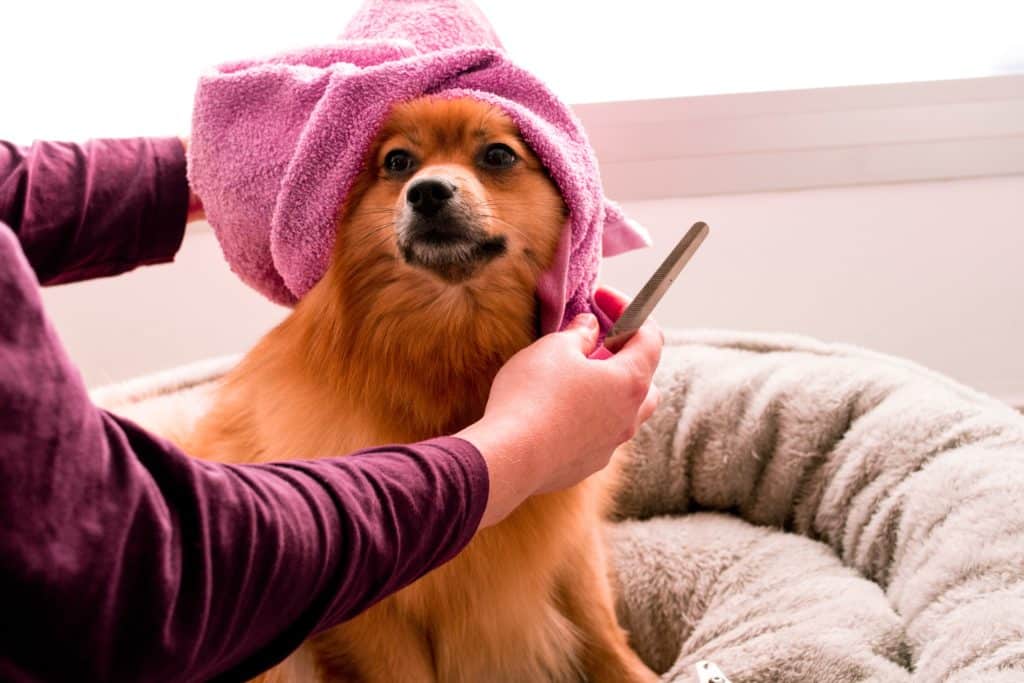 Dog Groomers in St. Johns County FL