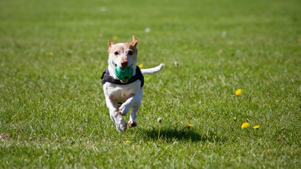 Dog Parks in St. Johns County FL 