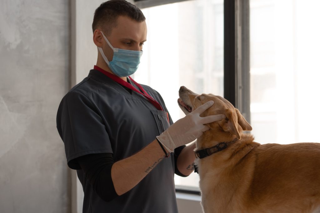 Veterinarians in St. Johns County FL